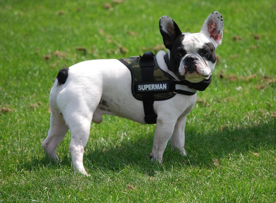 Fransk bulldog Calle billede 8