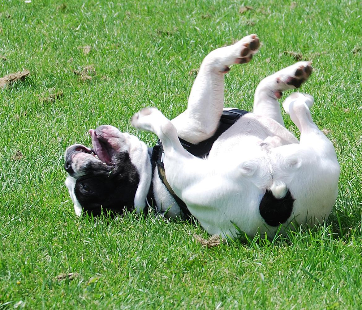 Fransk bulldog Calle - Calles ynglingsbeskæftigelse, at rulle i græsset billede 9
