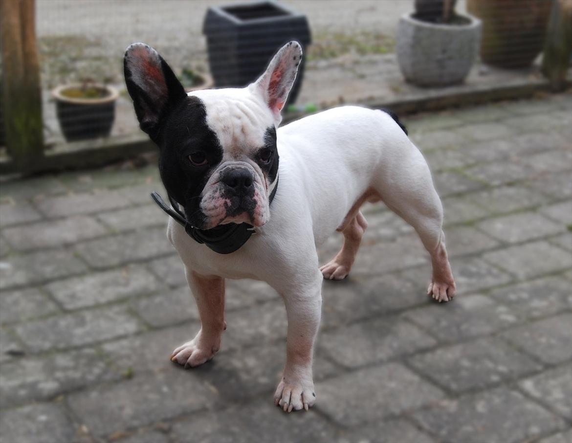 Fransk bulldog Calle billede 10