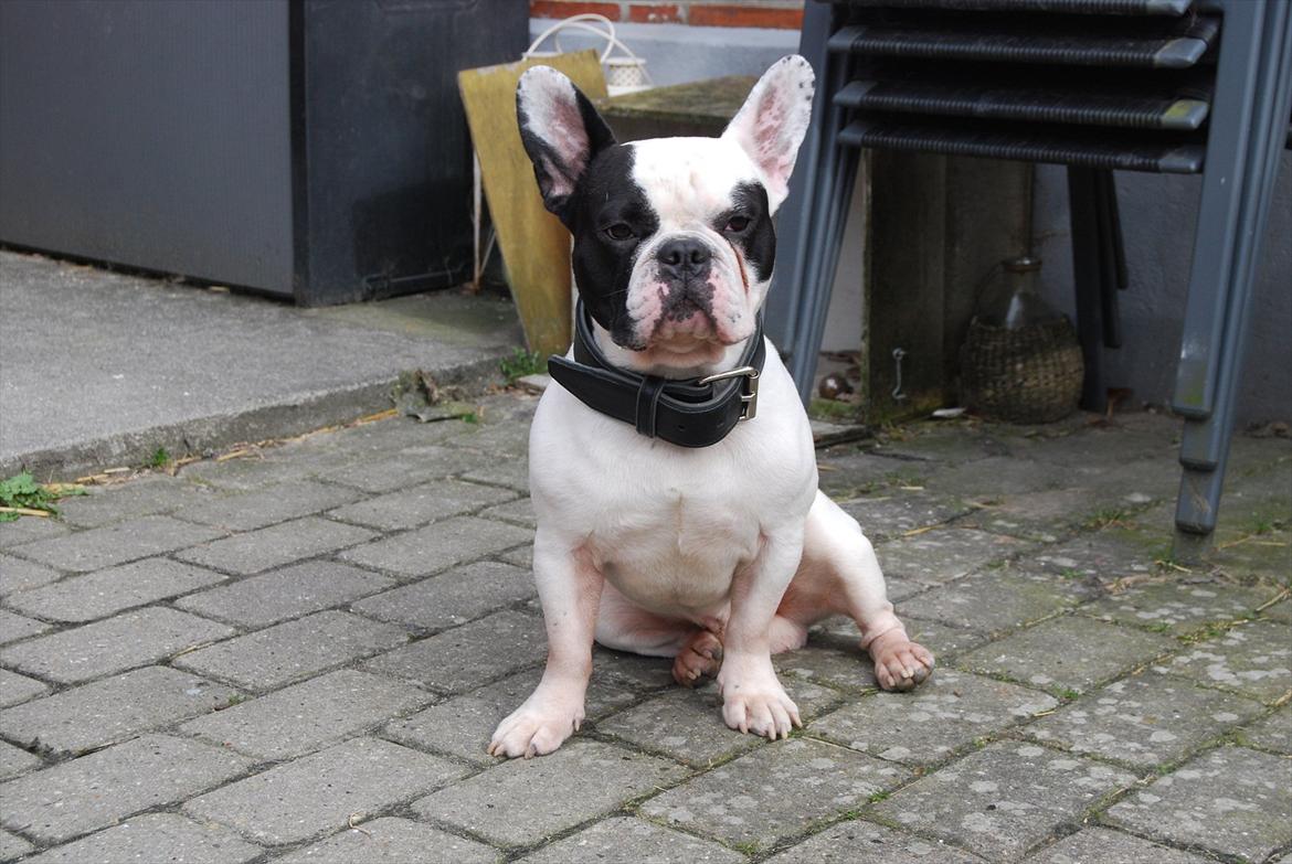 Fransk bulldog Calle billede 11