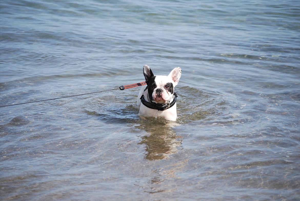 Fransk bulldog Calle - Er jeg ikke et dejligt badedyr ? billede 12