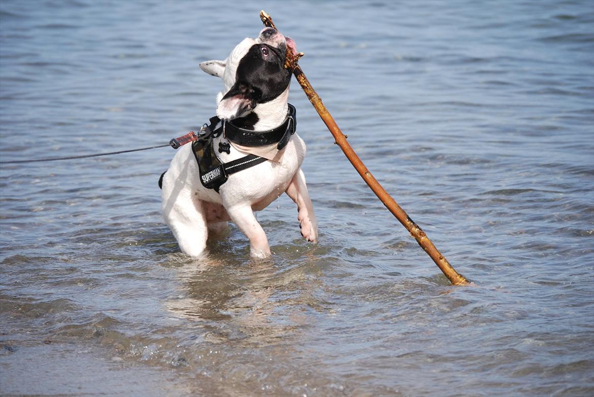 Fransk bulldog Calle - Den pind skal med mig ind billede 13