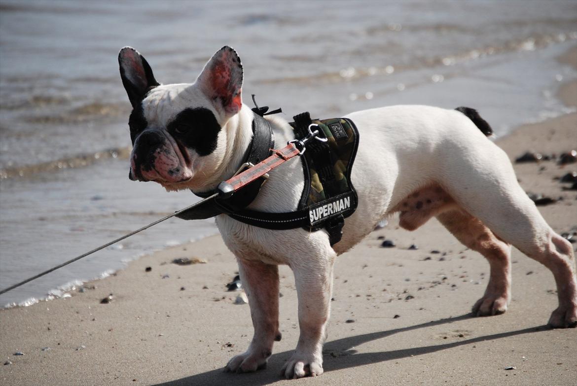 Fransk bulldog Calle - Baywhatcher billede 14