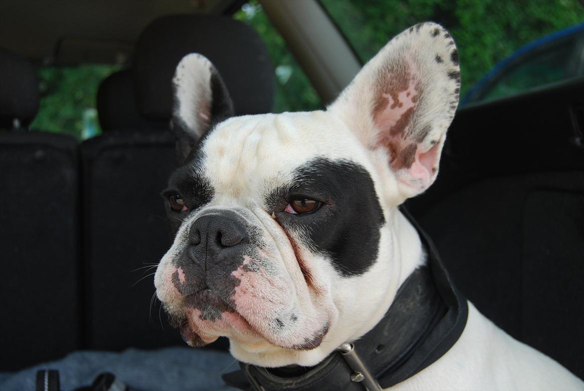 Fransk bulldog Calle billede 15