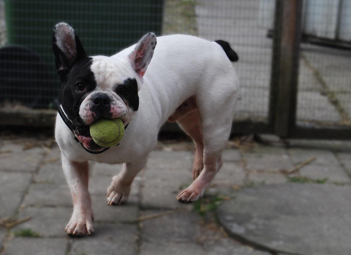 Fransk bulldog Calle - Jaah jeg har fundet en bold billede 16
