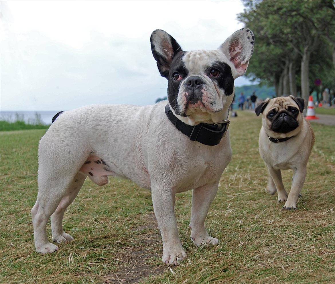 Fransk bulldog Calle - Her med sin lillesøster Mopsen Cleo billede 17