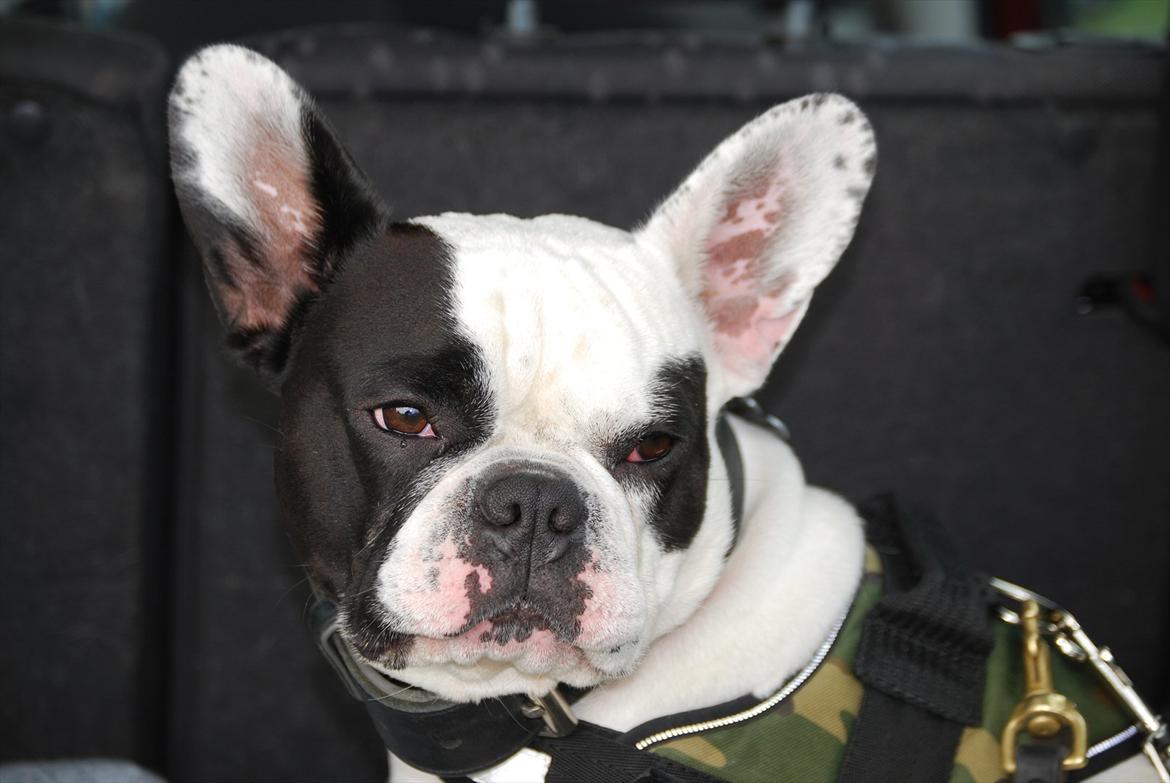 Fransk bulldog Calle billede 18