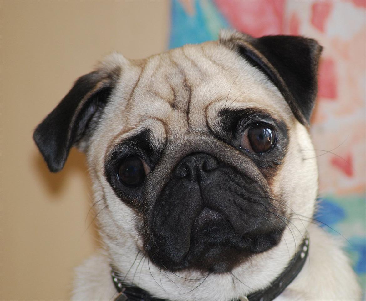 Mops Cleo billede 1