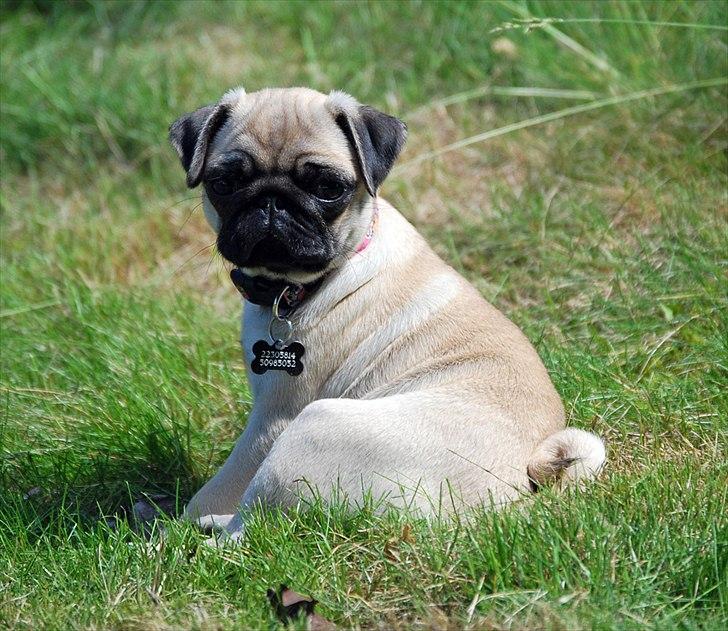Mops Cleo - Cleo den første dag i sit nye hjem billede 3