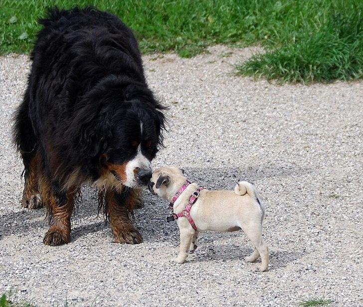 Mops Cleo - Kææft han er stor... Cleo 10 uger billede 5