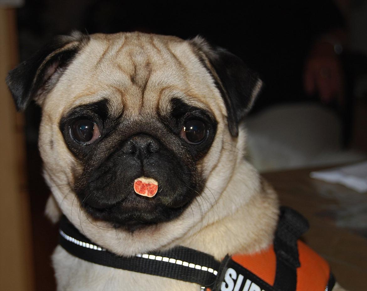 Mops Cleo - Jeg er alt for træt til at spise godbidder lige nu billede 6