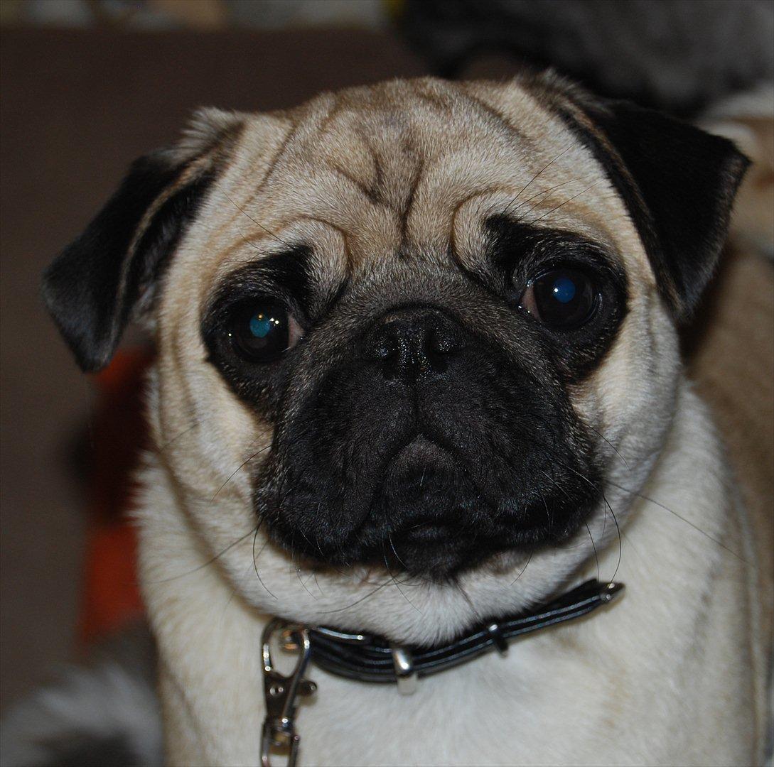 Mops Cleo billede 7