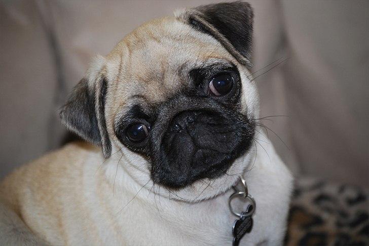 Mops Cleo billede 10