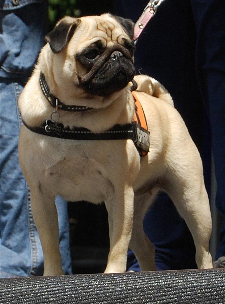 Mops Cleo - Med på hundens dag i Friheden, hvor jeg var racerepræsentant billede 11