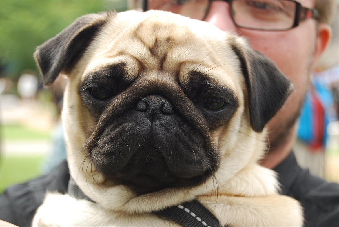 Mops Cleo billede 12
