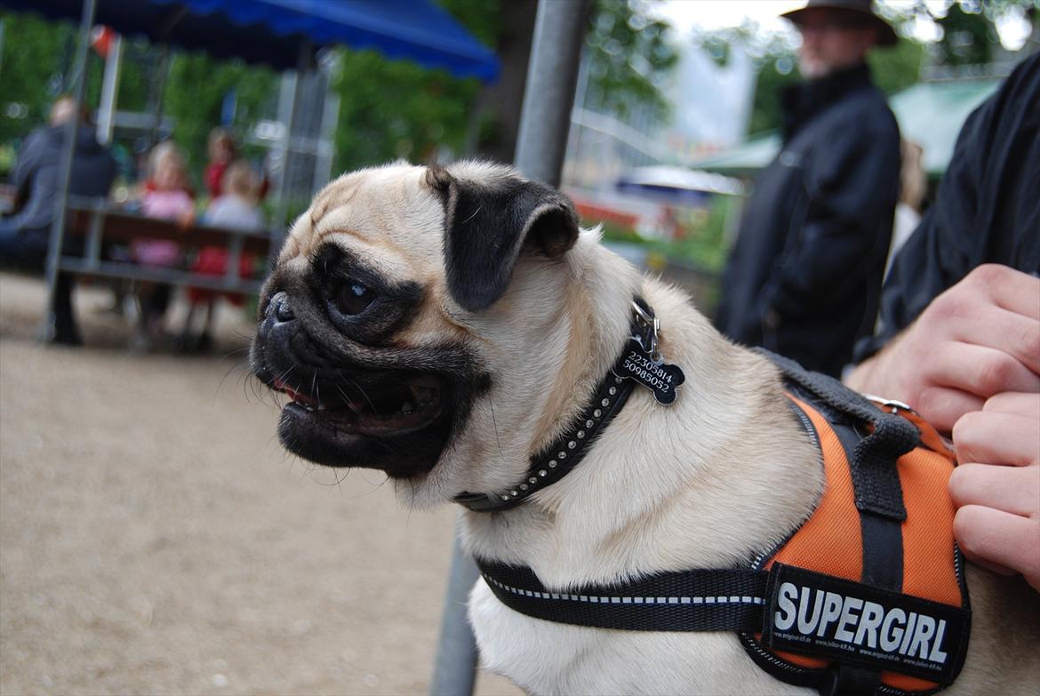 Mops Cleo billede 13