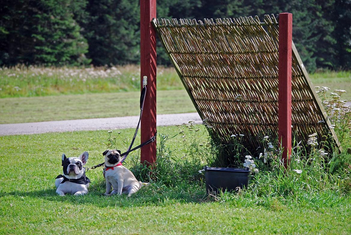 Mops Cleo - I Knuthenborg Safaripark med min storebror Calle. Vi måtte ikke se ulvene .... billede 15