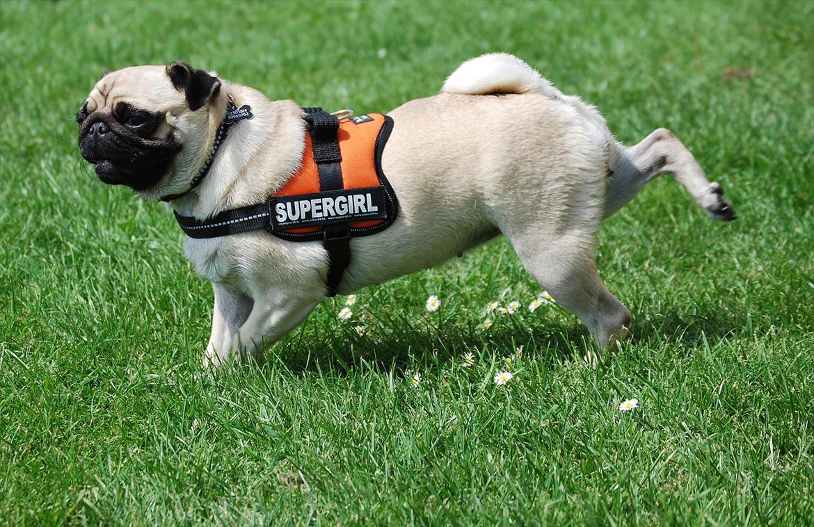 Mops Cleo - Jeg skulle lige tisse så jeg måtte skrabe efter mig billede 16
