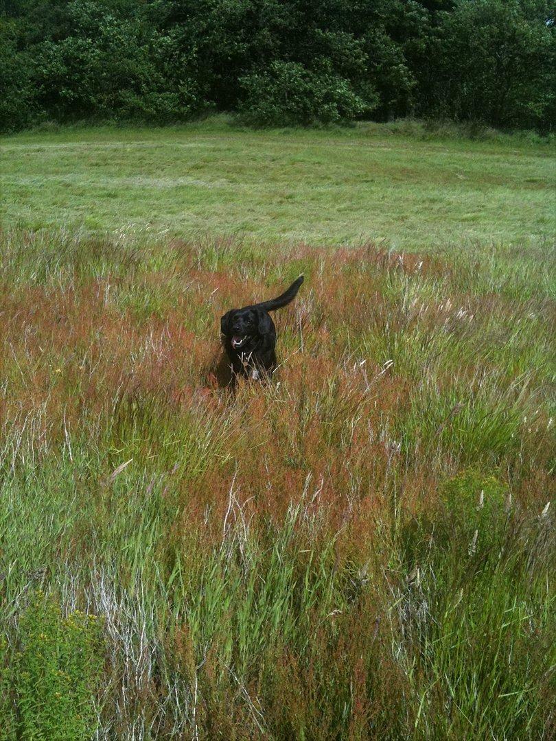 Blanding af racer Sally (sørøveren) - Sally nyder at bo på landet. billede 17