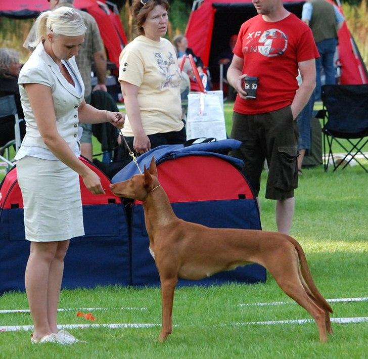 Pharaohound Vaskurs Kixia Qiwidotter billede 8