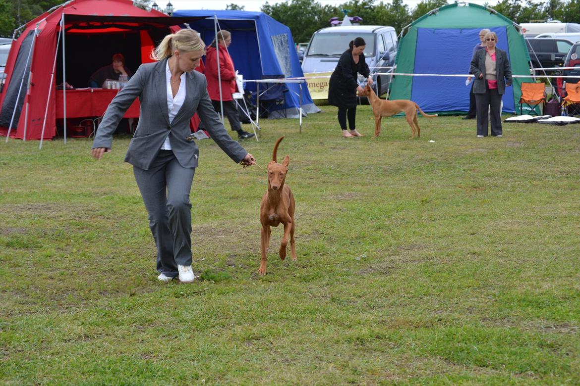 Pharaohound Vaskurs Kixia Qiwidotter billede 9