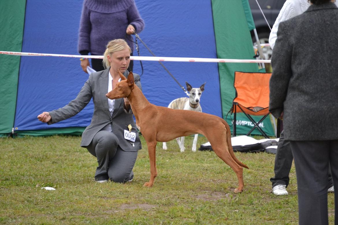 Pharaohound Vaskurs Kixia Qiwidotter billede 10