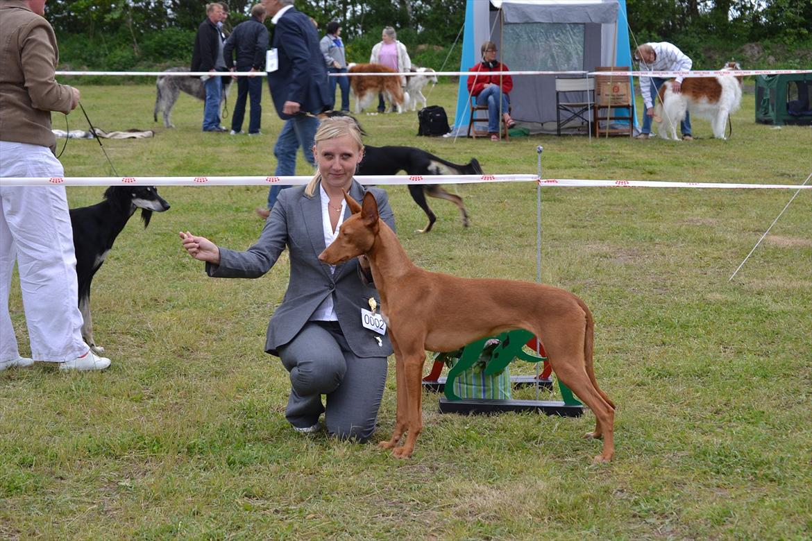 Pharaohound Vaskurs Kixia Qiwidotter billede 11