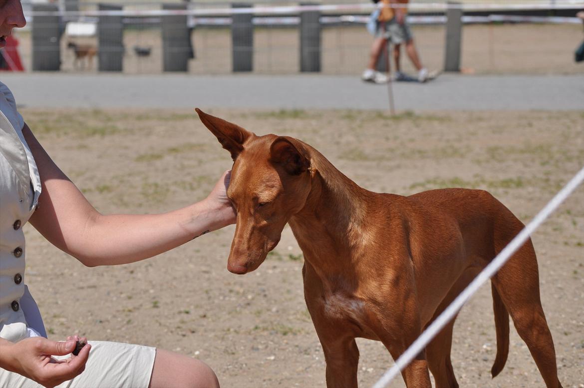 Pharaohound Vaskurs Kixia Qiwidotter billede 12