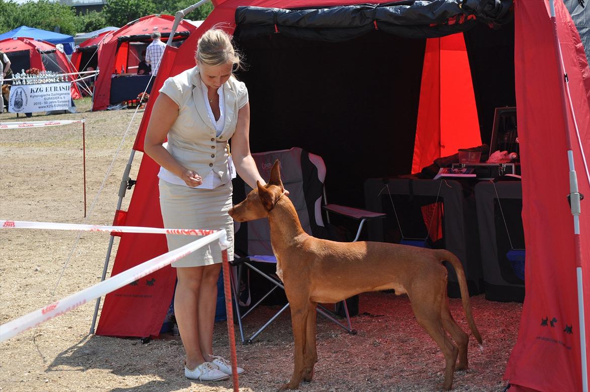 Pharaohound Vaskurs Obelix Qiwison billede 18