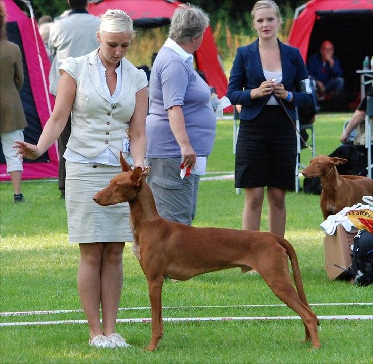 Pharaohound Vaskurs Obelix Qiwison billede 19