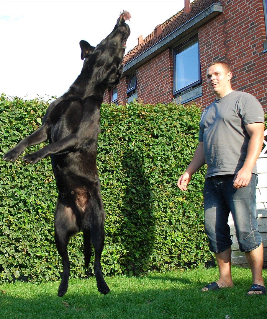 Labrador retriever Bobby*R.I.P.* - Yes, jeg fik den! 6. juli 2011 billede 13