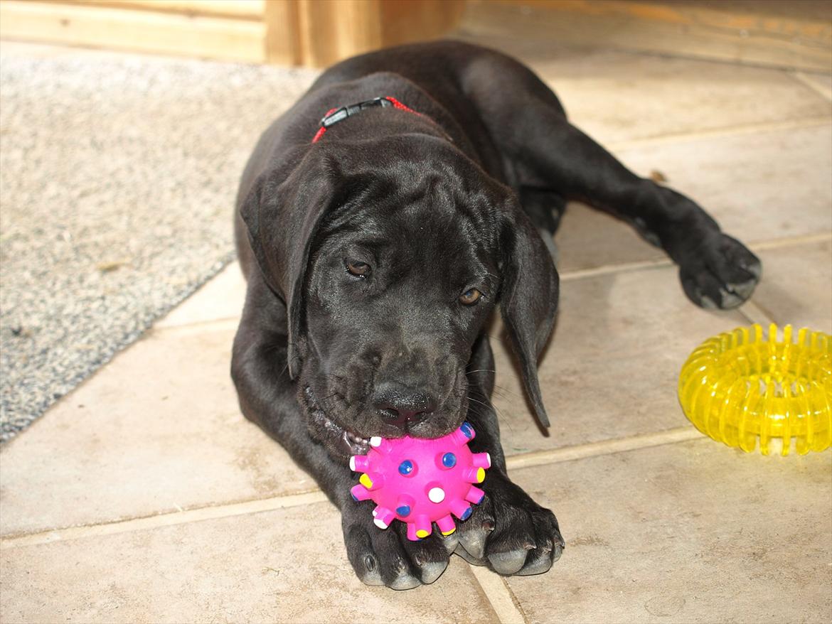 Grand danois Jessie - Første dag i sit nye hjem - velkommen:-) billede 1