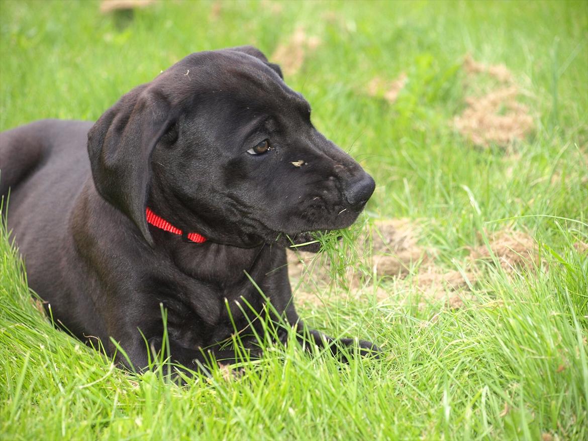 Grand danois Jessie billede 2