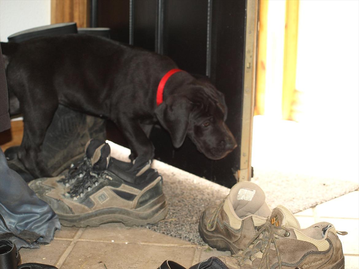 Grand danois Jessie billede 4