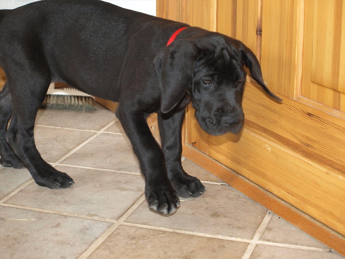 Grand danois Jessie billede 5