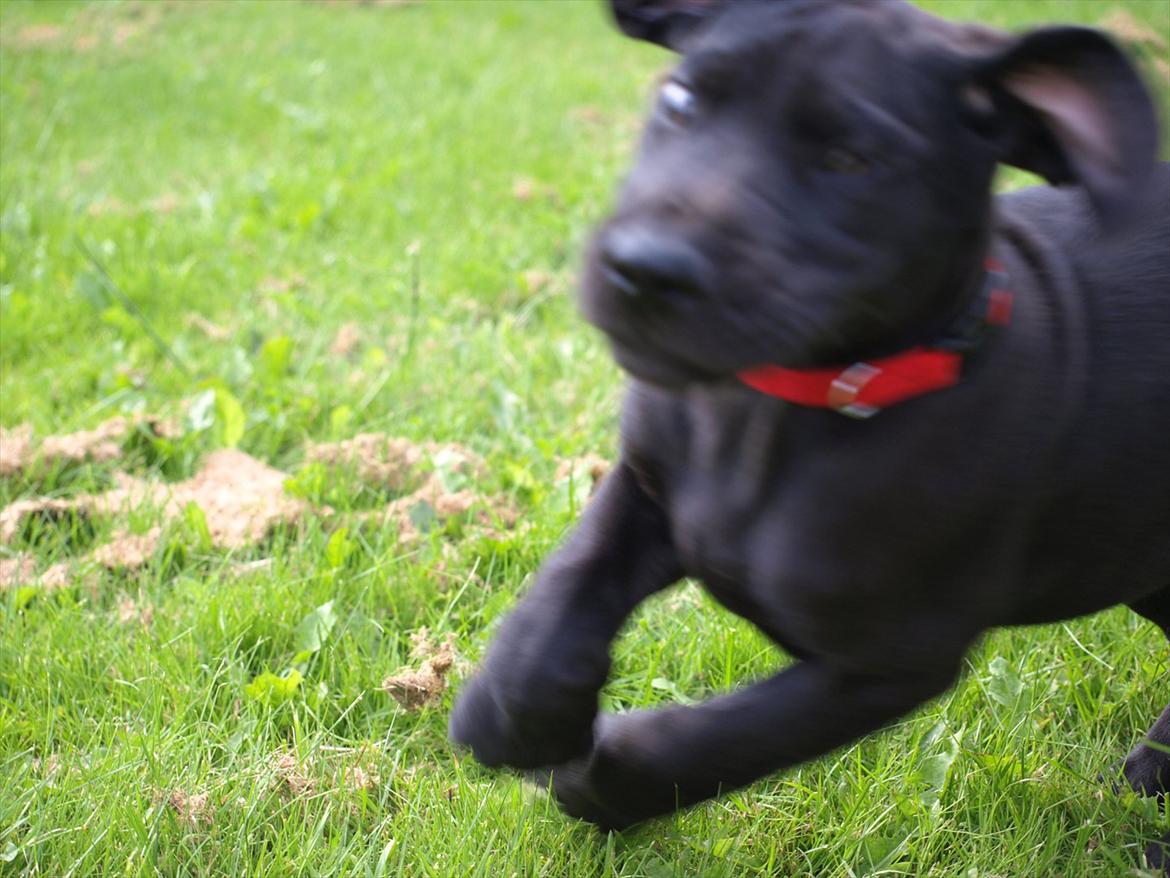 Grand danois Jessie billede 6