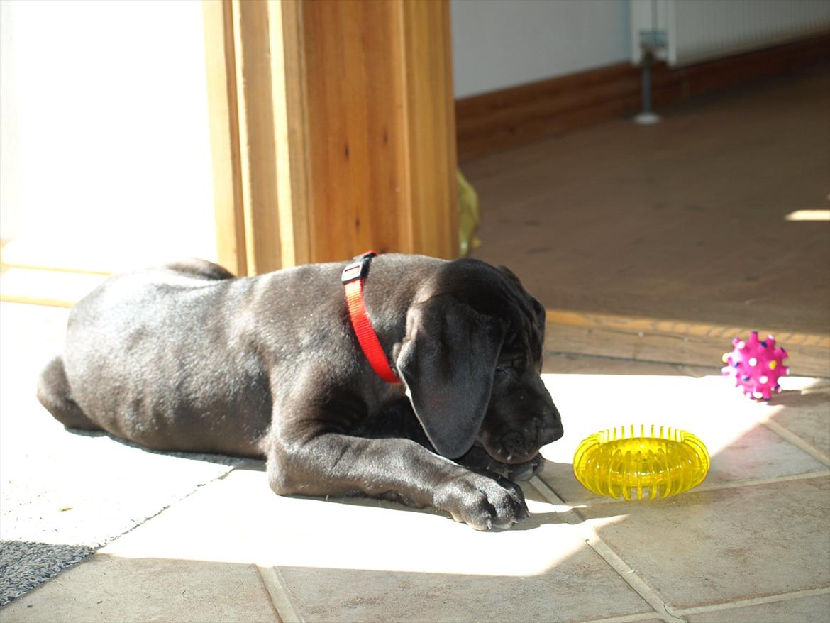 Grand danois Jessie billede 7