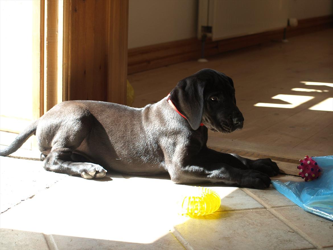 Grand danois Jessie billede 8