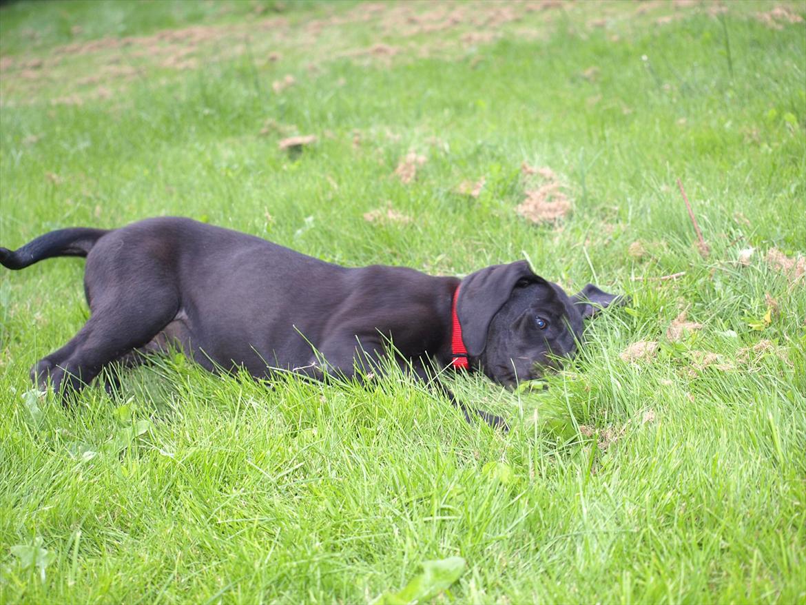 Grand danois Jessie billede 9