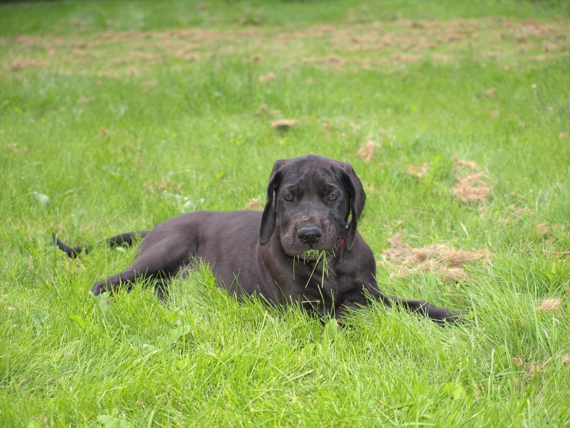 Grand danois Jessie billede 10