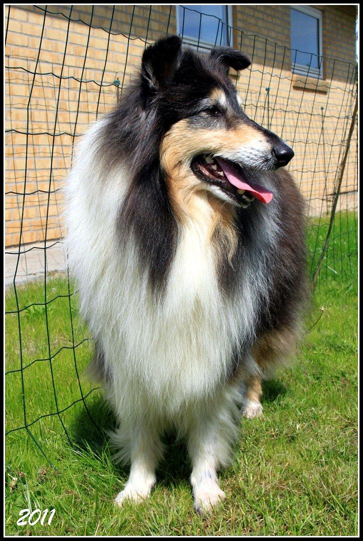 Collie langhåret Frida billede 2
