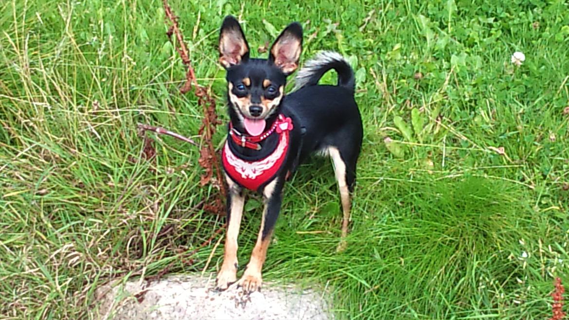 Blanding af racer chanel billede 13