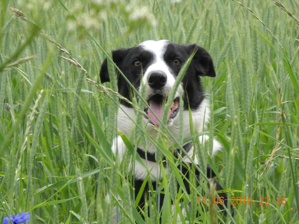 Border collie Rally billede 3