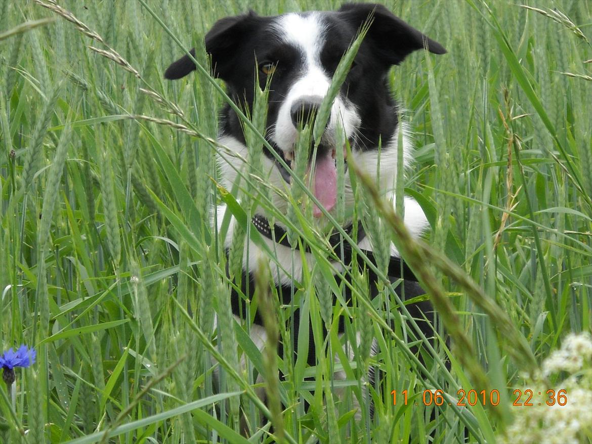 Border collie Rally billede 2