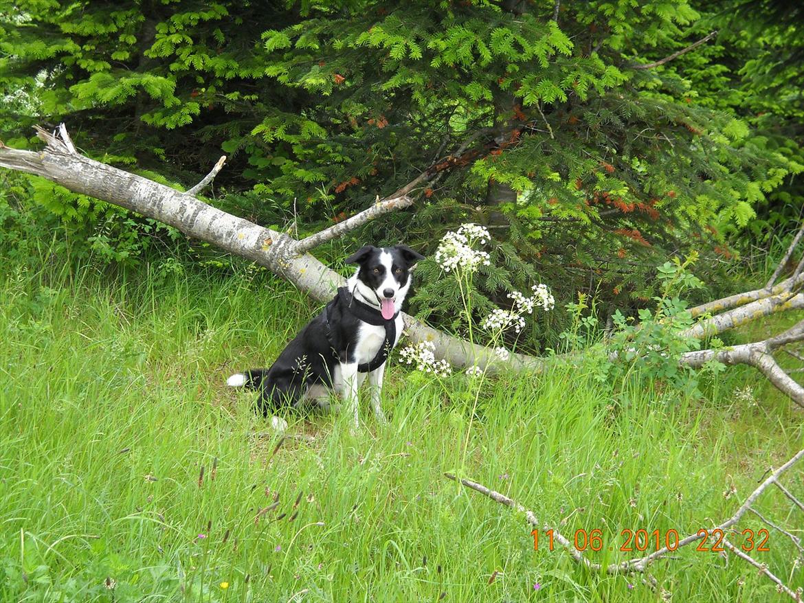 Border collie Rally billede 4