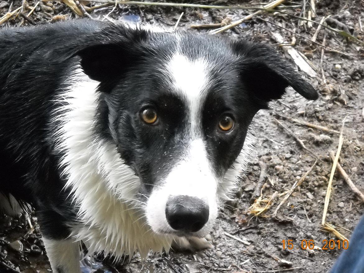 Border collie Rally billede 5