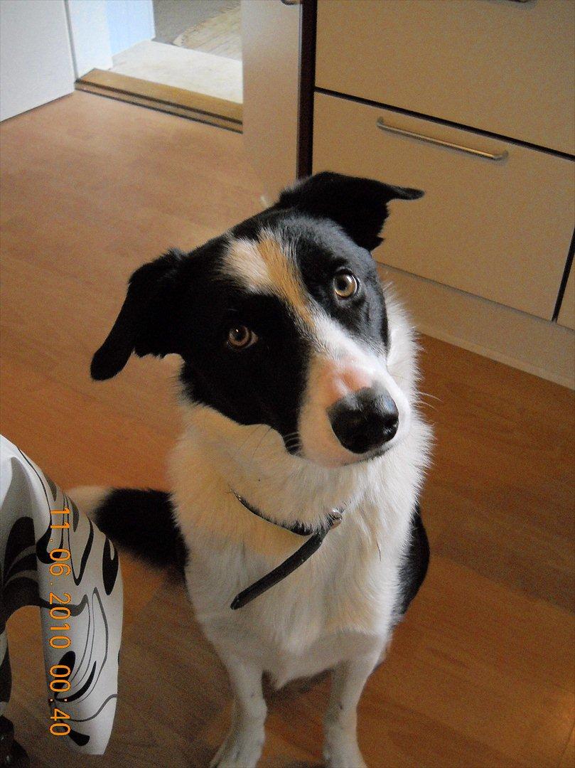 Border collie Rally billede 1