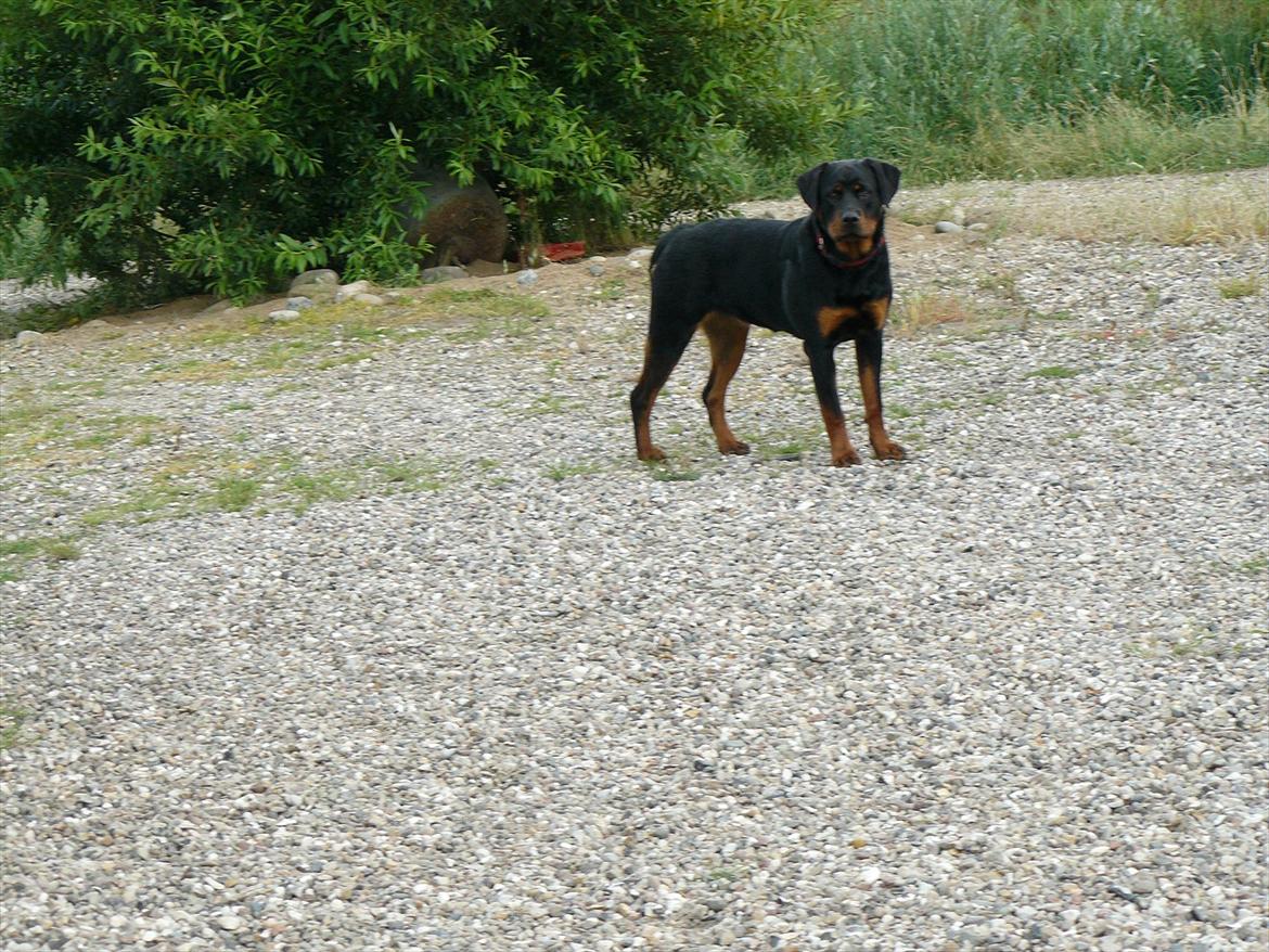 Rottweiler Yake Nicita - Yake Nicita billede 1