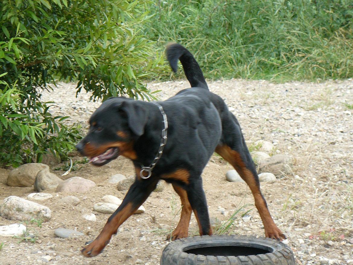 Rottweiler Yake Nicita billede 2