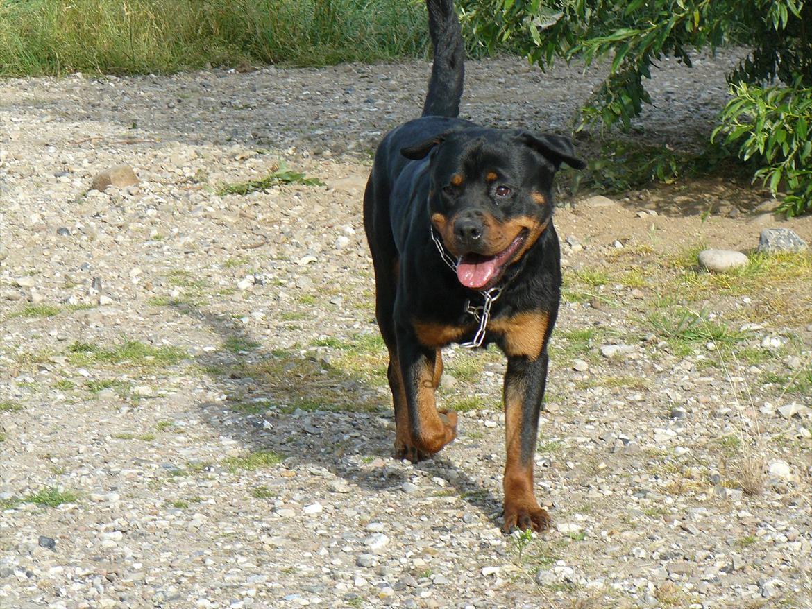 Rottweiler Yake Nicita billede 3